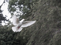 lens1509741_1230007011TurtleDove