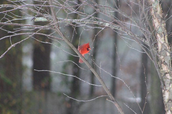 This homeschool mom's guide to the Great Backyard Bird Count includes resources to jump right in and enjoy this citizen science project. Such fun for homeschool families!