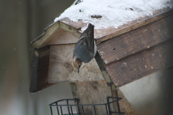 This homeschool mom's guide to the Great Backyard Bird Count includes resources to jump right in and enjoy this citizen science project. Such fun for homeschool families!