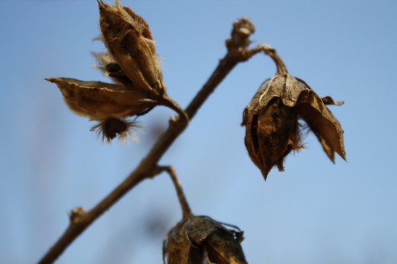 Enjoy a homeschool nature study with a winter outdoor hour challenge to soak up some sunshine and spot some winter weeds and seeds!  