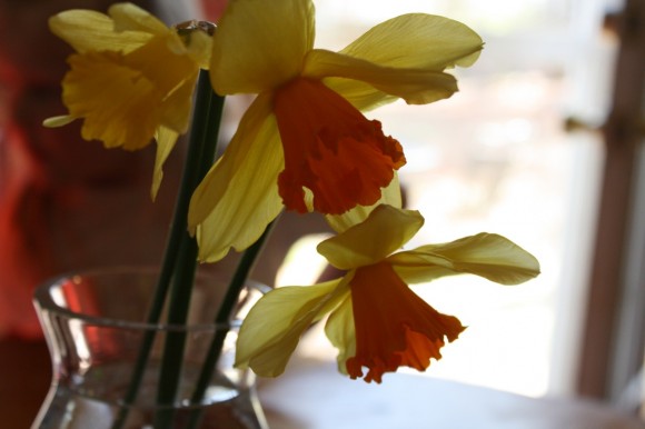 Early spring flowers homeschool nature study activities are simple, joyful and beautiful! Here are some ideas for your family!