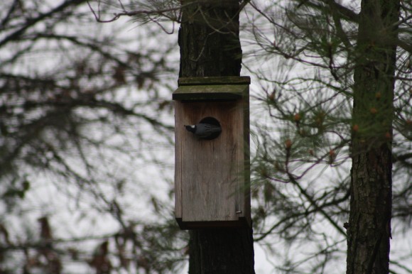 nesting nuthatches 
