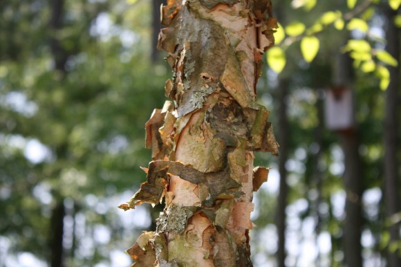 Enjoy these ideas for a year long tree nature study for your homeschool. These are fun and easy ways to learn with the whole family in your very own backyard.