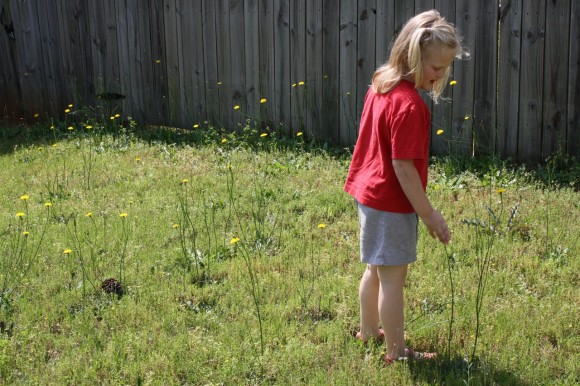 A simple dandelions homeschool nature study for the whole family! Ideas for exploring in your own backyard and close up study under the magnifying glass!