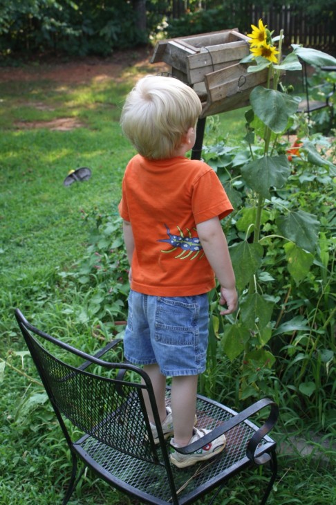 Enjoy these ideas for a fun summer sunflowers homeschool study. Plant sunflowers, journal their growth and make something with sunflower seeds too!