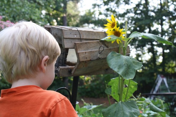 Enjoy these ideas for a fun summer sunflowers homeschool study. Plant sunflowers, journal their growth and make something with sunflower seeds too!