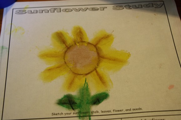 sunflowers with chalk pastels