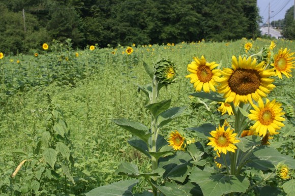 sunflowers in a field