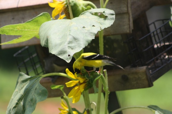 Enjoy these ideas for a fun summer sunflowers homeschool study. Plant sunflowers, journal their growth and make something with sunflower seeds too!