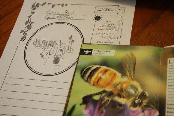 Enjoy an example of a homeschool nature study of bees and buzzy insects. The whole family can join in the Outdoor Hour Challenge fun!