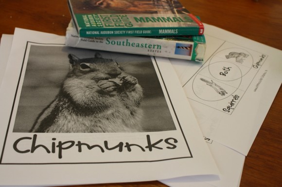 Enjoy this example of a chipmunk and squirrels homeschool nature study you can enjoy right in your own backyard! 