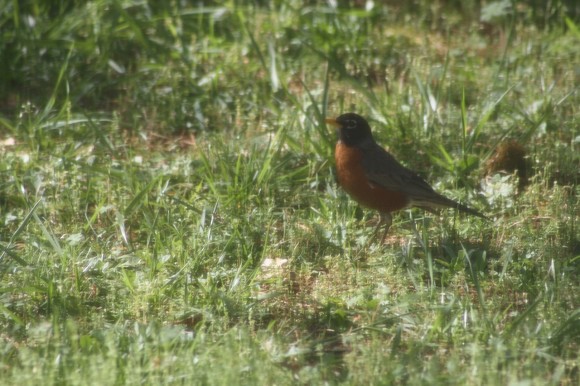 This robin homeschool art and nature study is perfect for the whole family to gather around the table and enjoy together!
