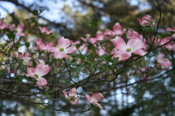 A dogwood nature study and chalk pastel sketches