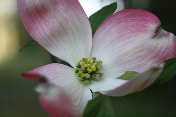 noticing the dogwood blossoms for a full week as we went back and forth, in and out of the neighborhood and thought it was time to take an up close look. It was time for a dogwood nature study and chalk pastel sketches.