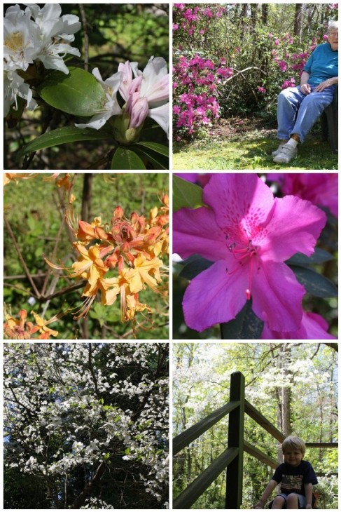 Spring nature study at Mama Ann's house. So many great memories there!