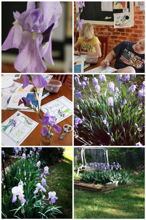 iris homeschool nature study