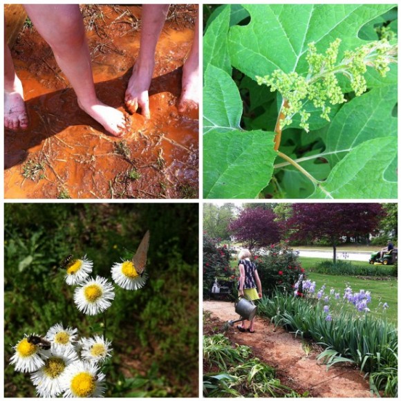 homeschool nature study in your own backyard.