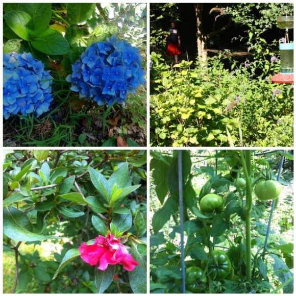 Here are 5 ways homeschool families can enjoy simple summer nature study. Make sweet memories together watching for the joys of the outdoors.