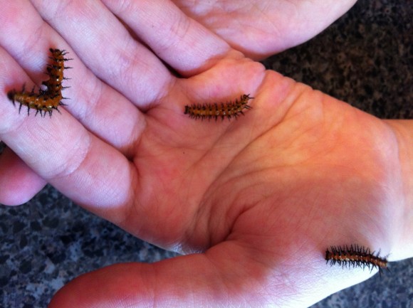 gulf fritillary caterpillars turn into such beautiful butterflies!