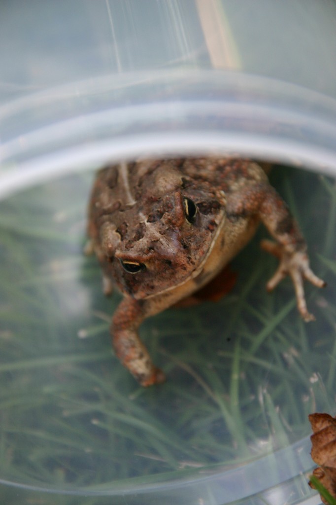 Frog nature study with homeschooling boys.