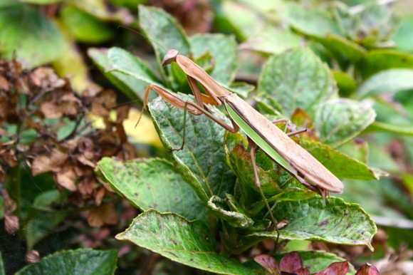 praying mantis on hydrangea