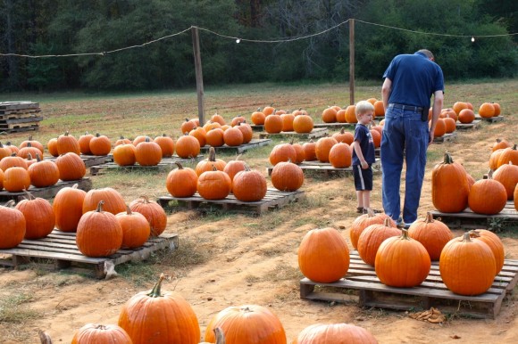 local pumpkin patch