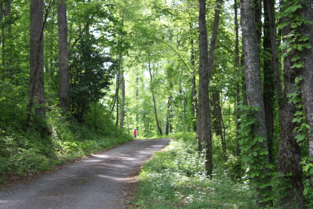 Road Through the Woods