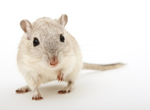 Attractive young female rodent