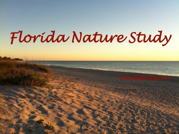 Florida Nature Study - with Barb-Harmony Art Mom