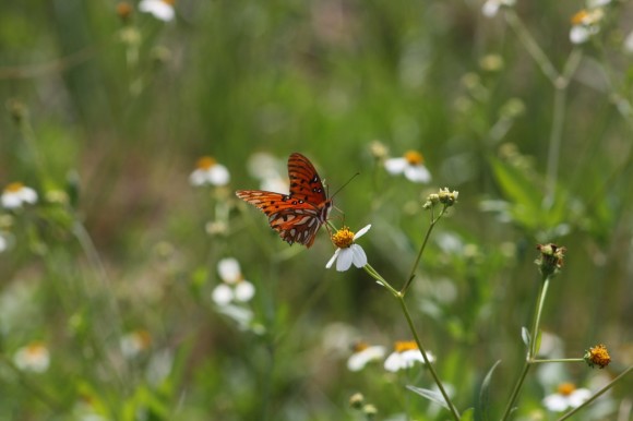 gulf fritillary butterfly captiva island fl