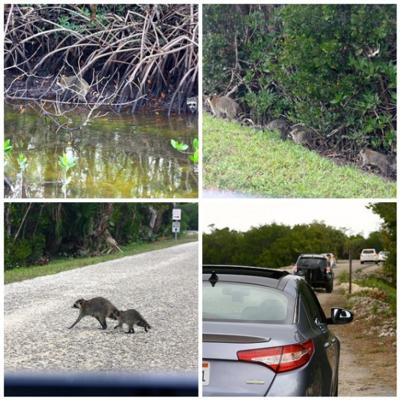 raccoon family Captiva Island FL