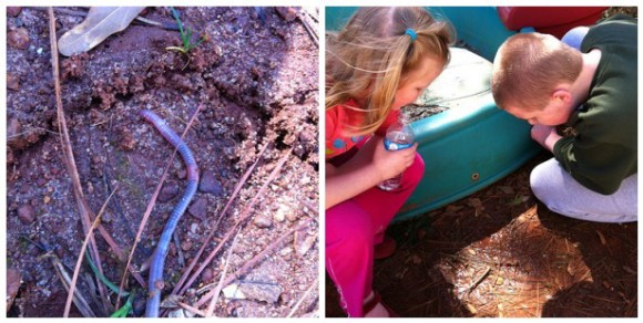 earthworm nature study