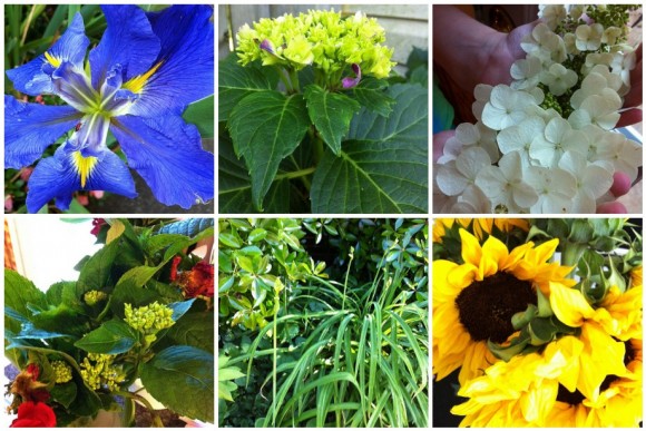 Garden flowers in May