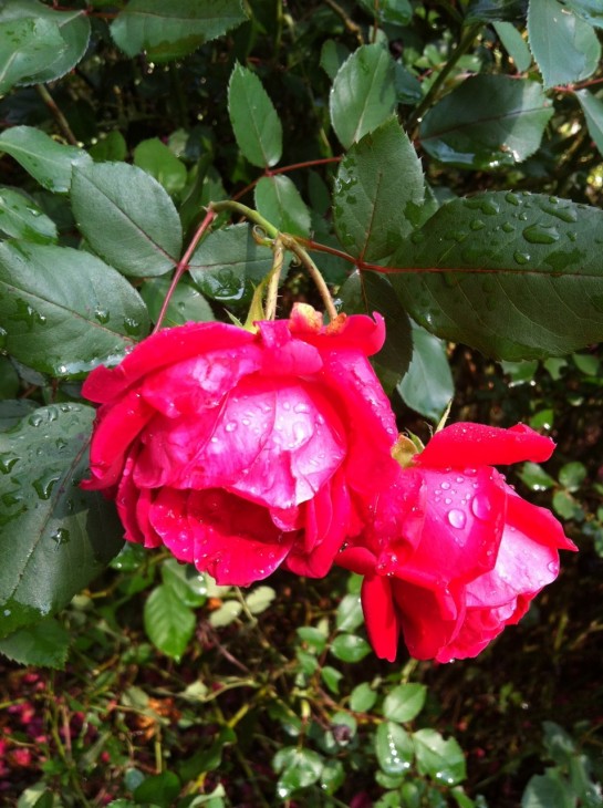 raindrops on rose buds