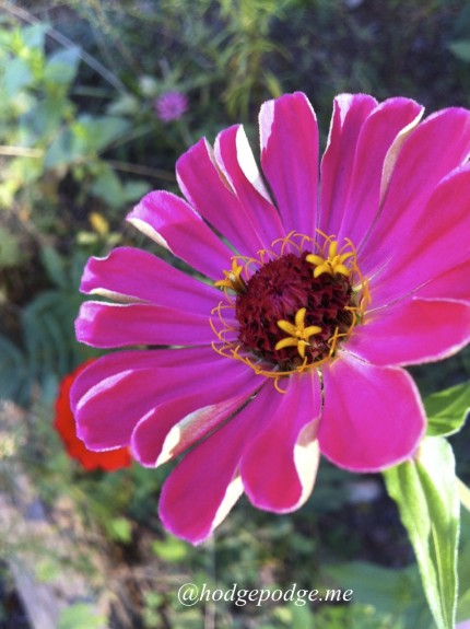 zinnia