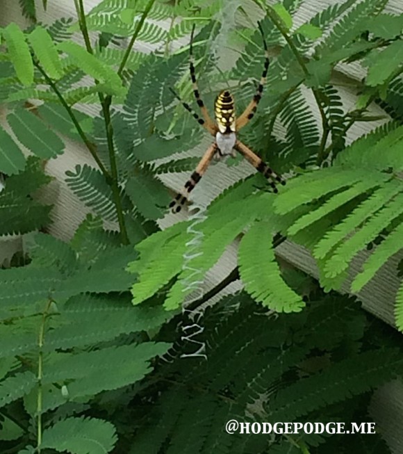 Garden writer spider