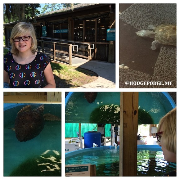 Georgia Sea Turtle Hospital