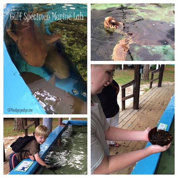 Touch tanks and looking tanks at Gulf Specimen Marine Lab