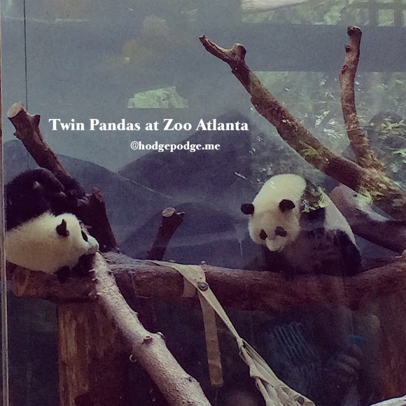 Twin pandas at Zoo Atlanta