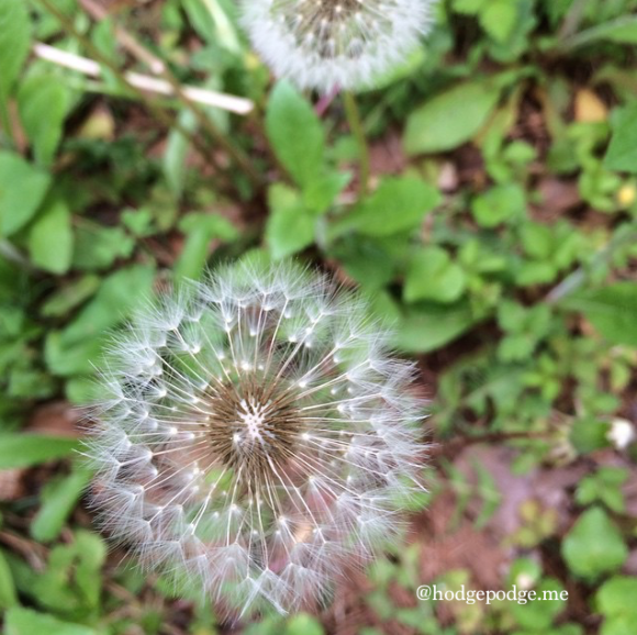 dandelion